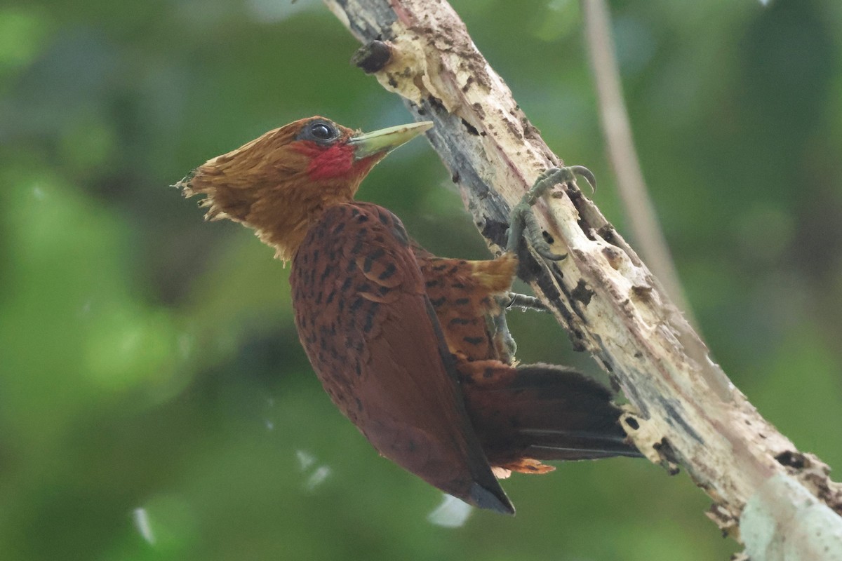 Chestnut-colored Woodpecker - ML633163807