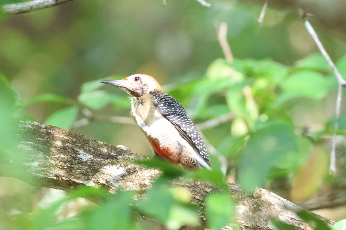 Golden-fronted Woodpecker - ML633163828