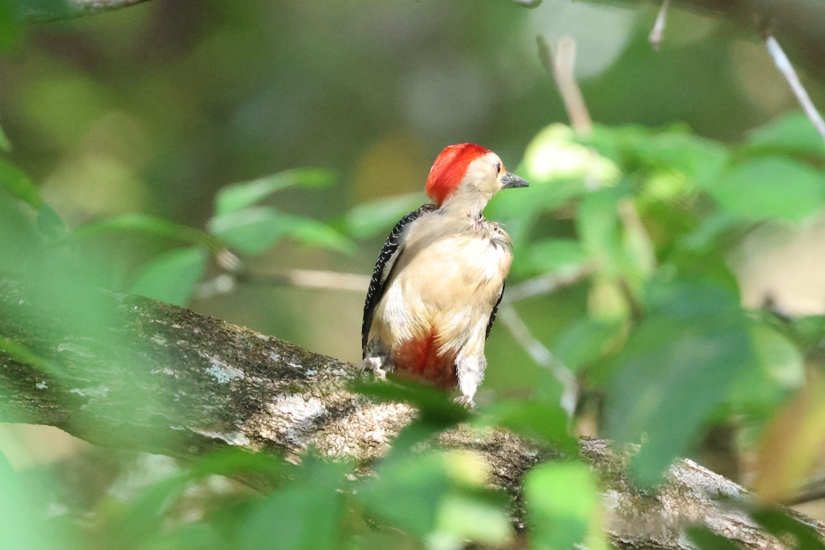 Golden-fronted Woodpecker - ML633163829