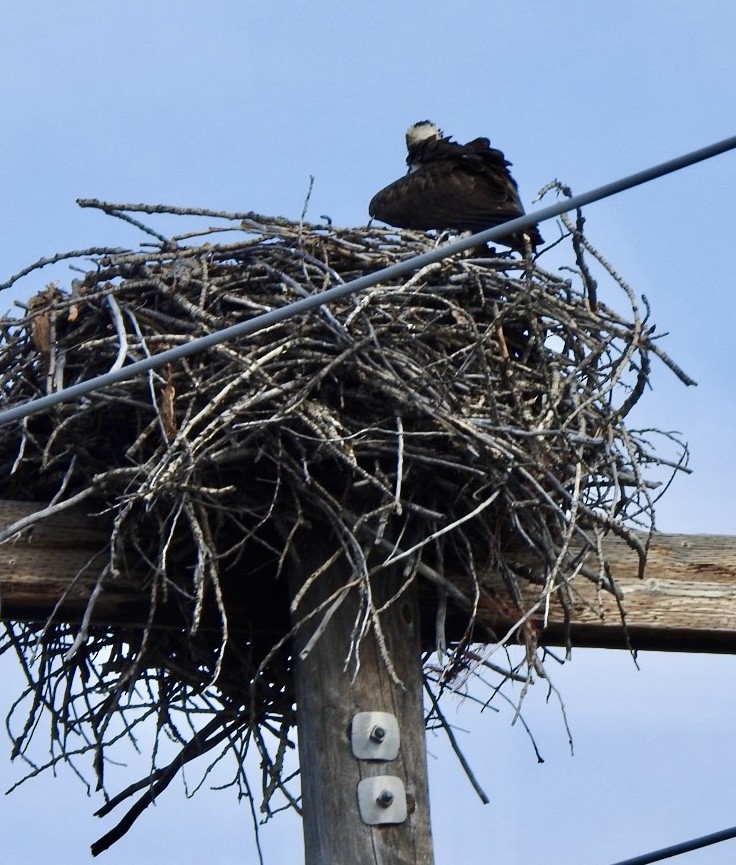 Osprey - ML633164087