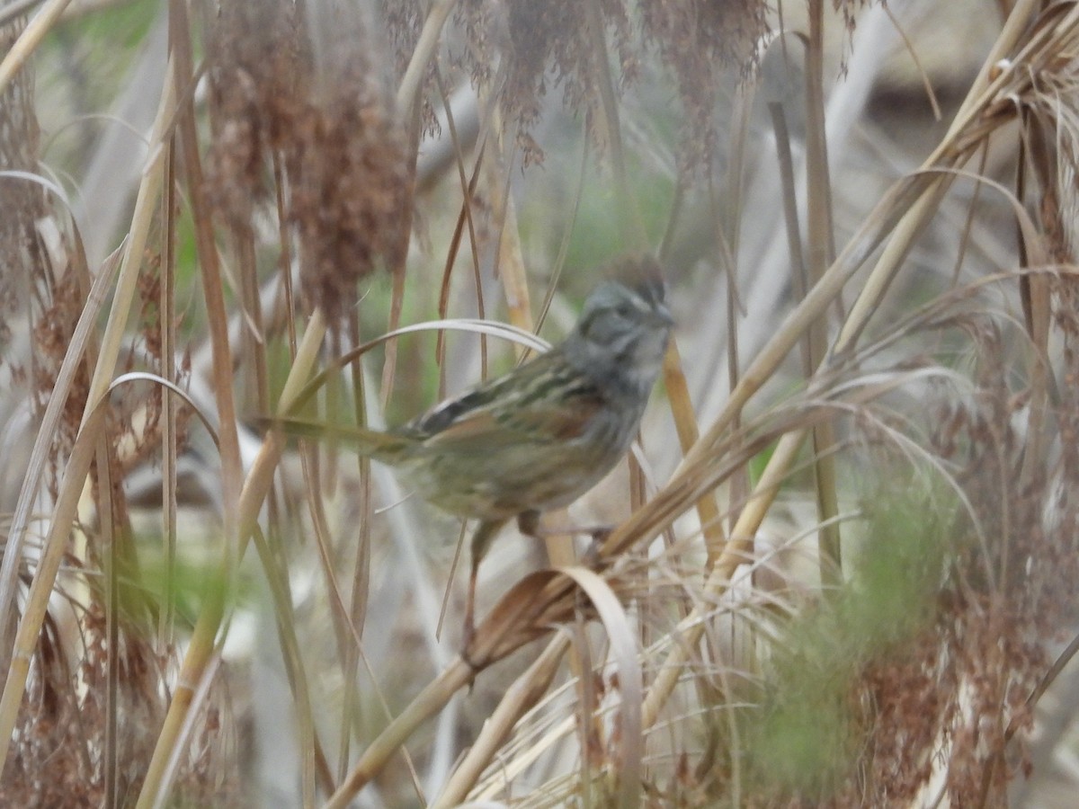 Swamp Sparrow - ML633164148