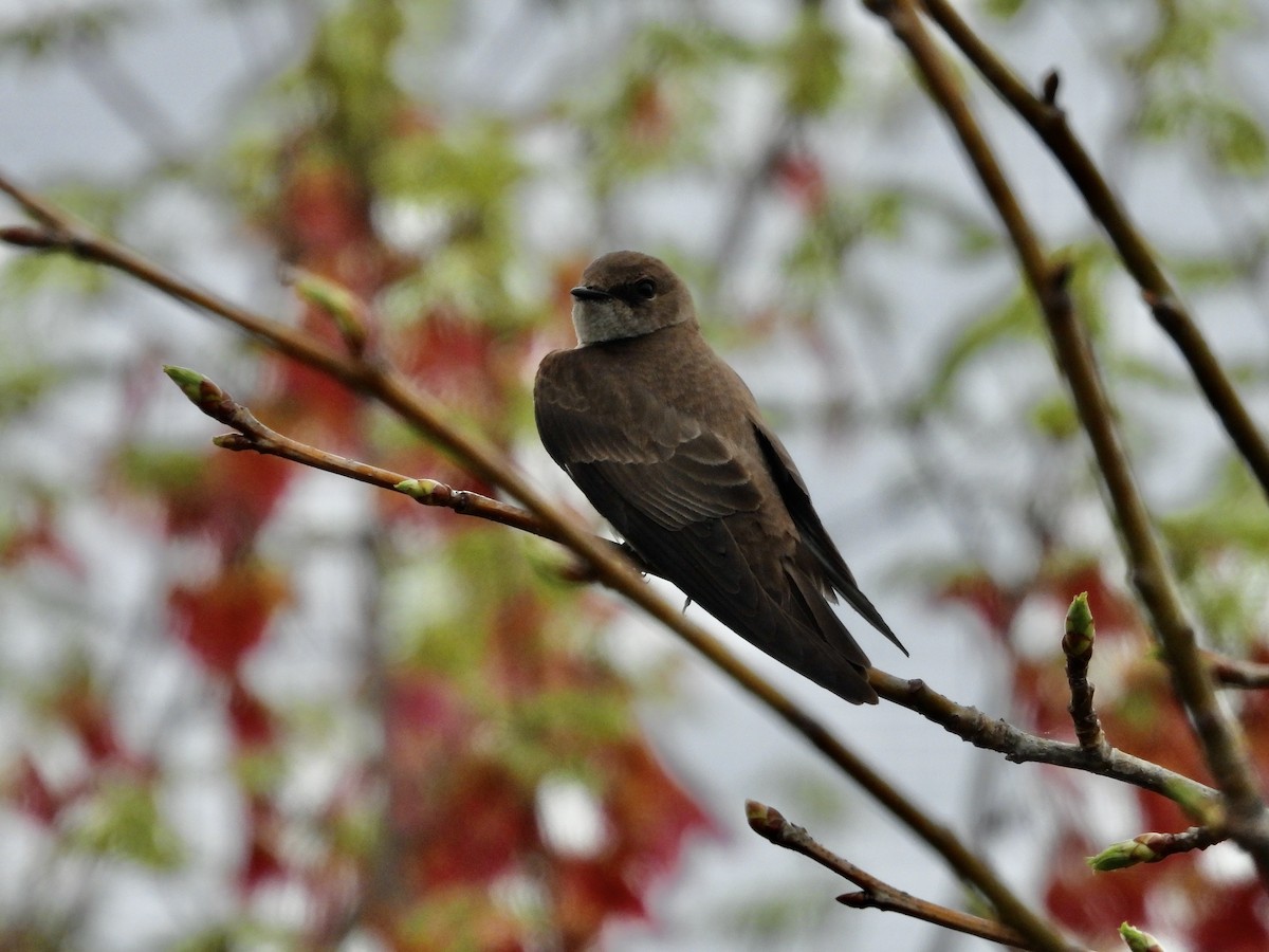 Northern Rough-winged Swallow - ML633164175
