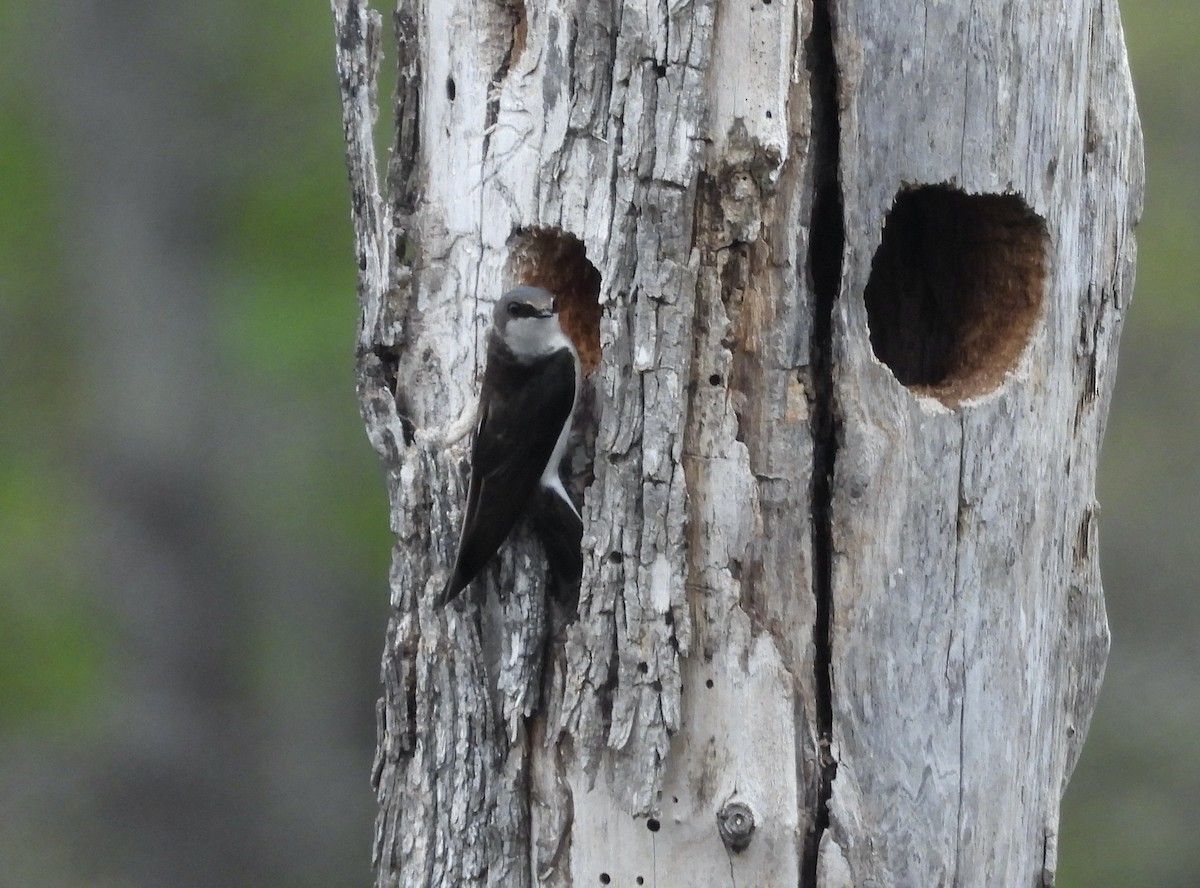 Tree Swallow - ML633164219