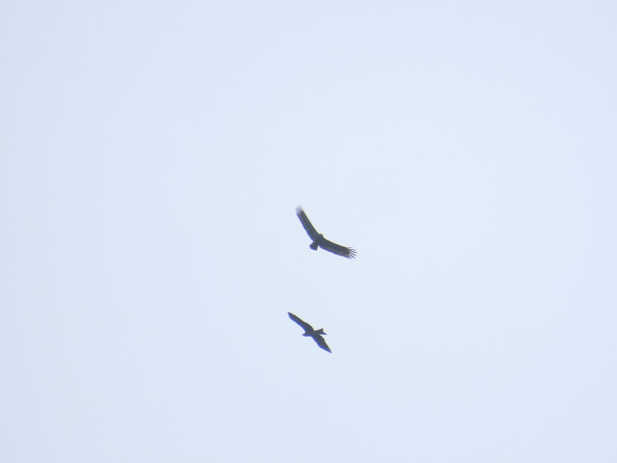 Crested Serpent-Eagle - ML633164370