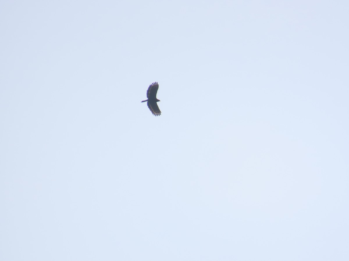 Crested Serpent-Eagle - ML633164371