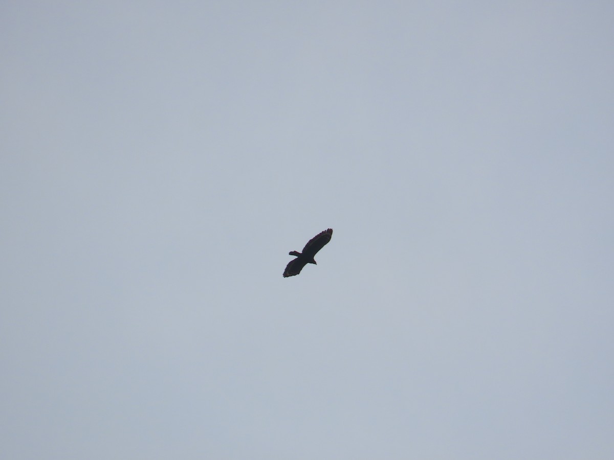 Crested Serpent-Eagle - ML633164374