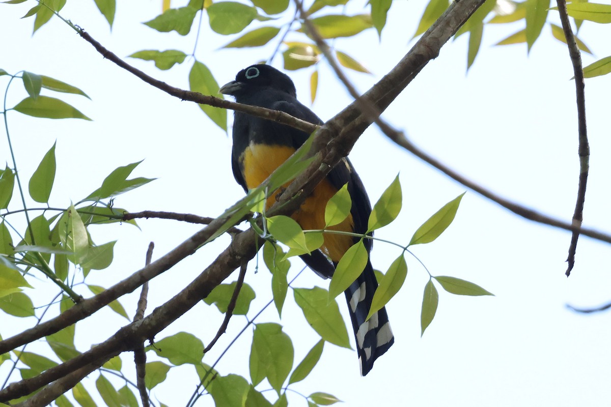 Black-headed Trogon - ML633164400