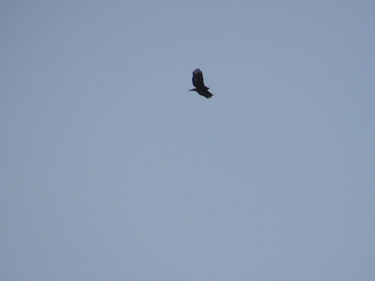 Crested Serpent-Eagle - ML633164410