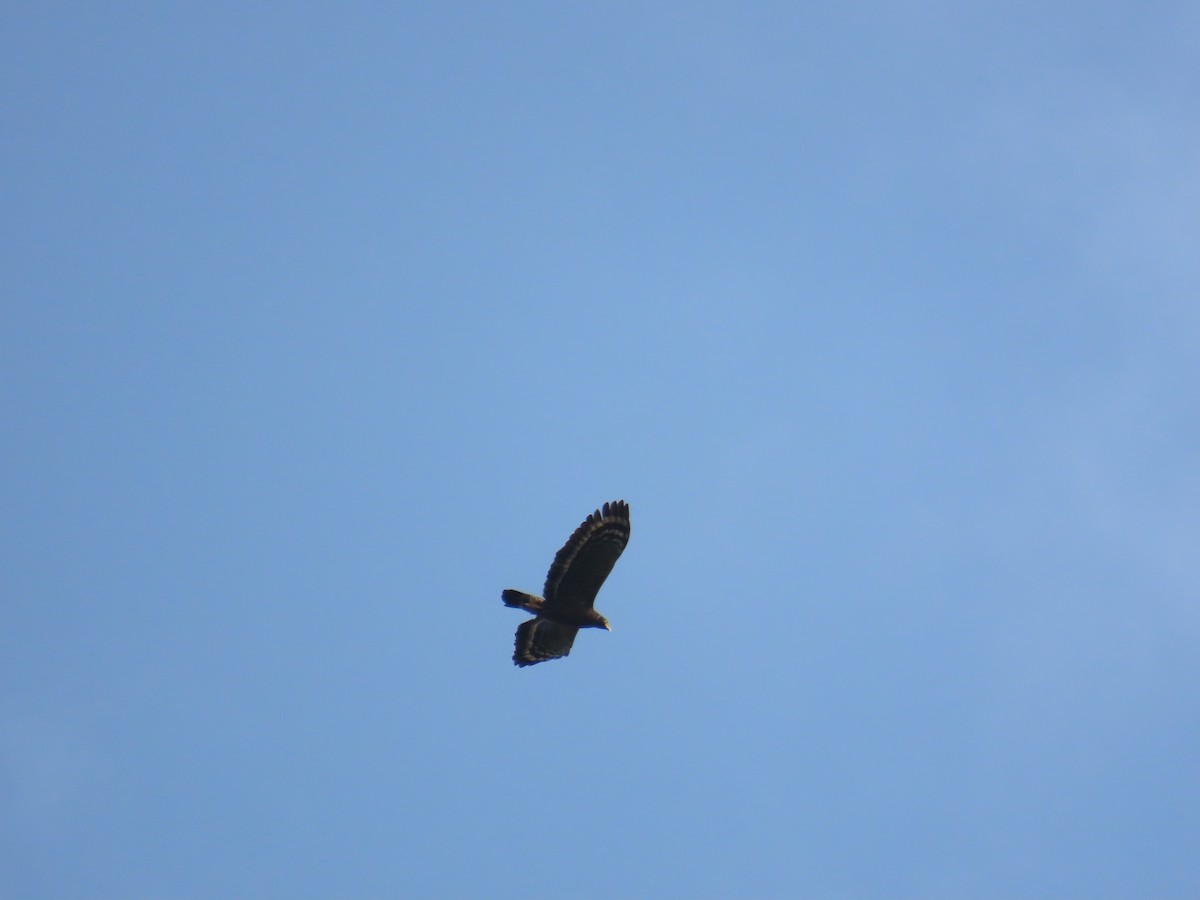 Crested Serpent-Eagle - ML633164411