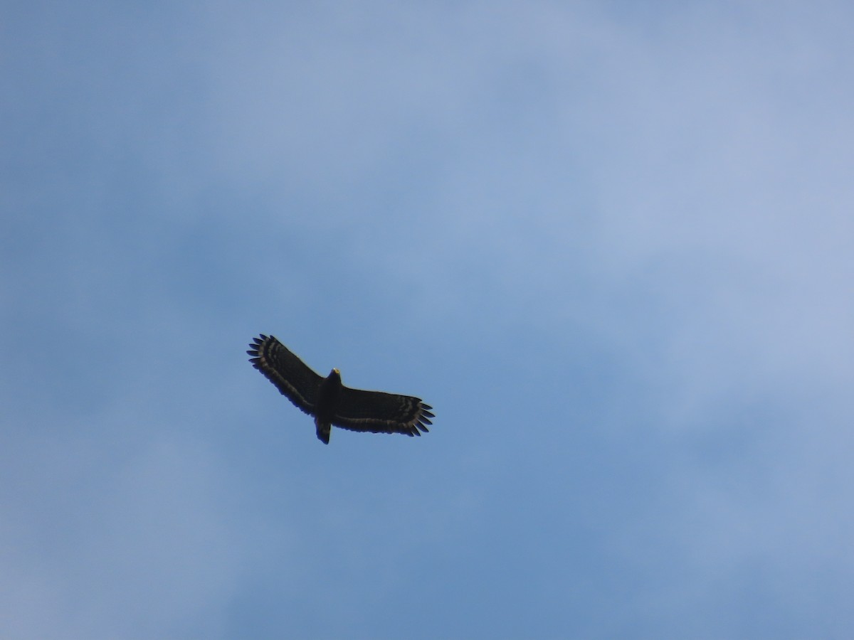 Crested Serpent-Eagle - ML633164412