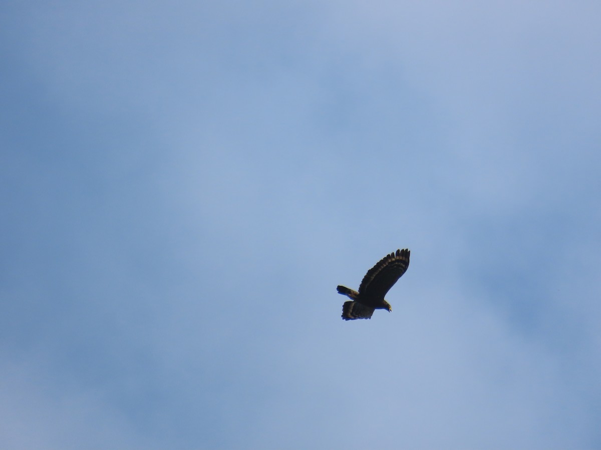Crested Serpent-Eagle - ML633164413