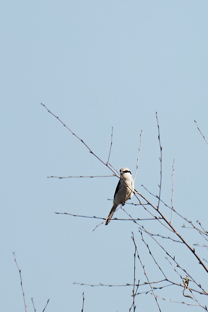 Үнсэн дунхай - ML633164532