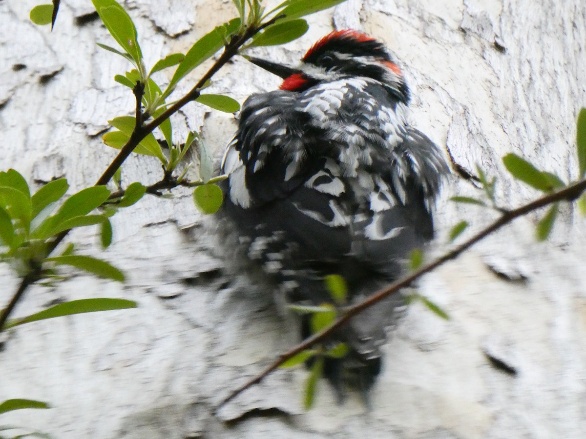Red-naped Sapsucker - ML633164598