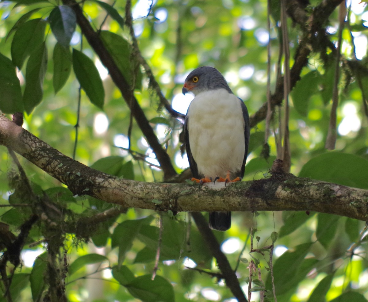 Semiplumbeous Hawk - James Taylor