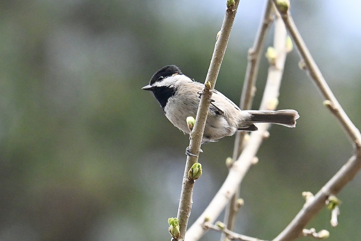 Black-bibbed Tit - ML633164634