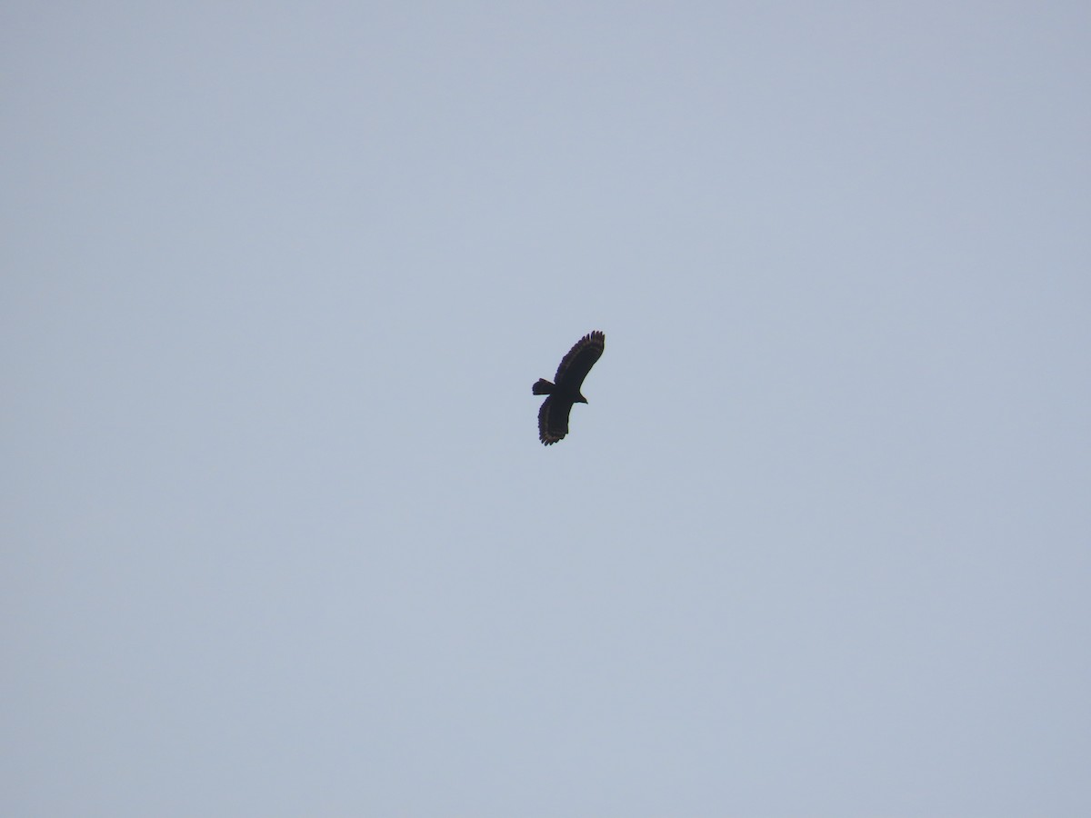 Crested Serpent-Eagle - ML633164658