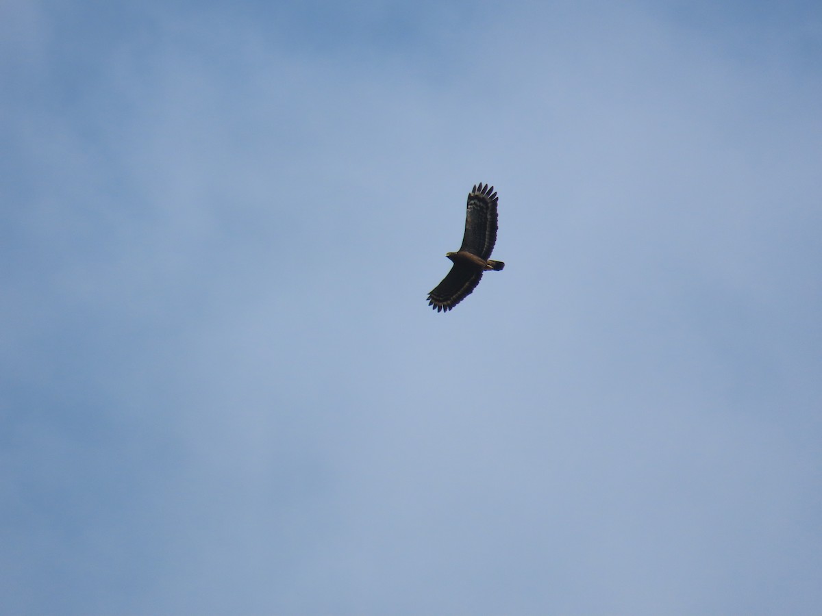 Crested Serpent-Eagle - ML633164659