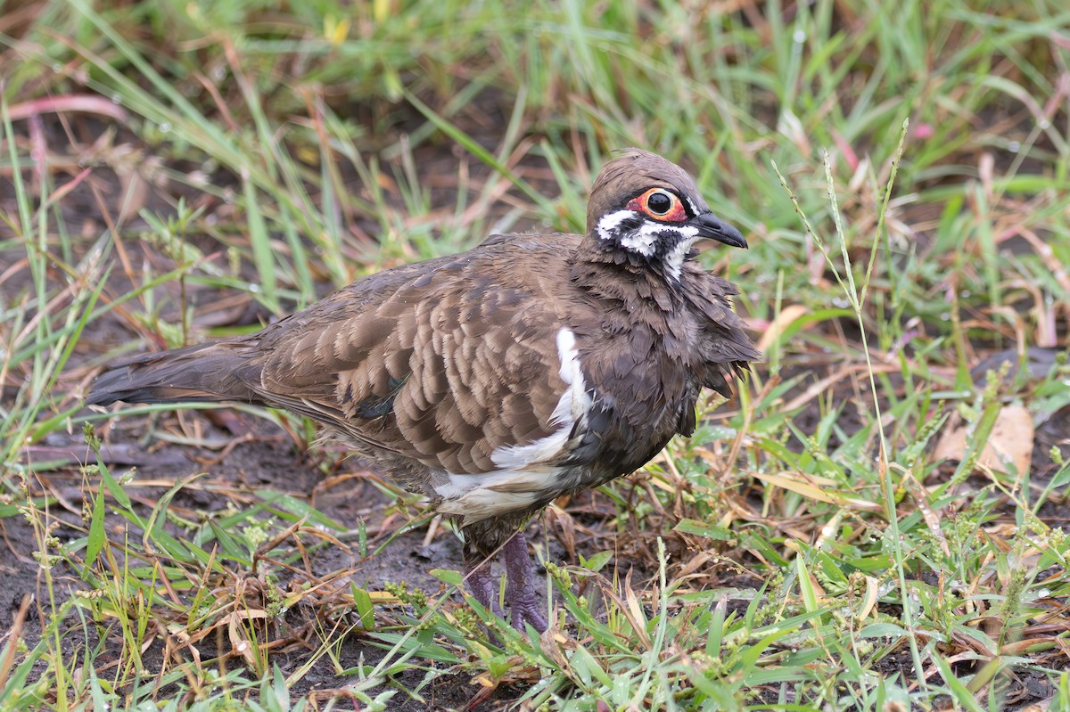 Squatter Pigeon - ML633164738
