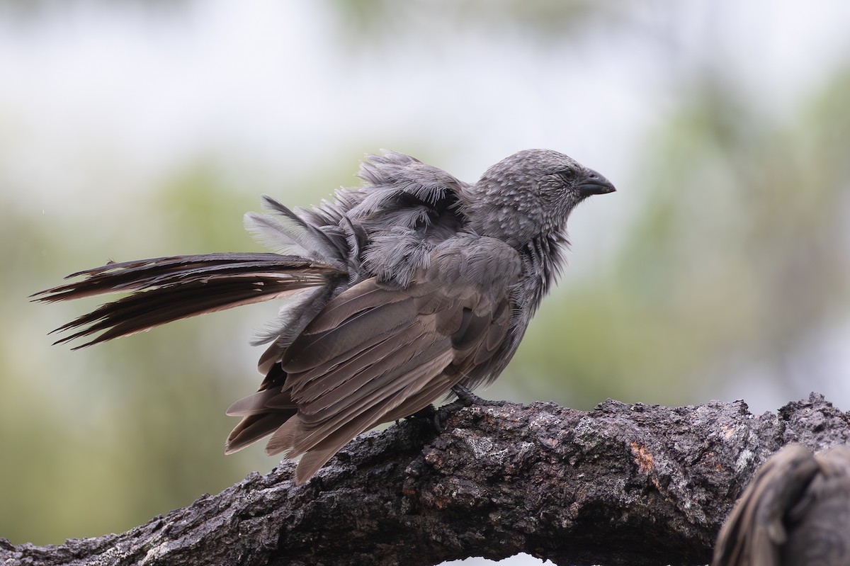 Apostlebird - ML633164756