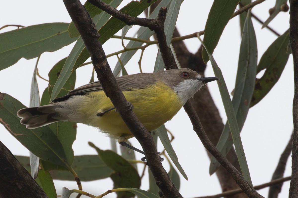White-throated Gerygone - ML633164775