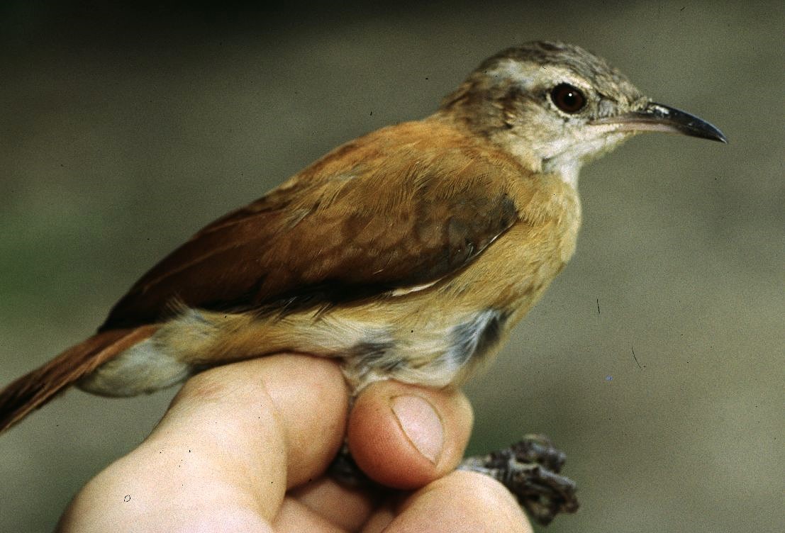 Lesser Hornero - ML633164904