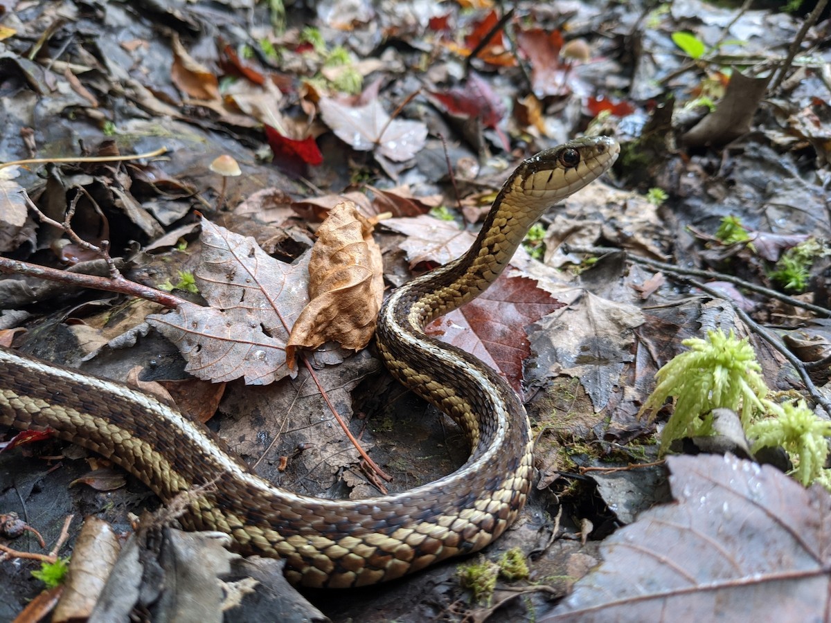 Eastern Garter Snake - ML633165273
