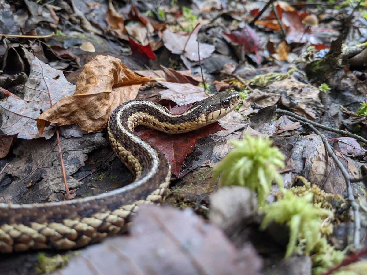 Eastern Garter Snake - ML633165274