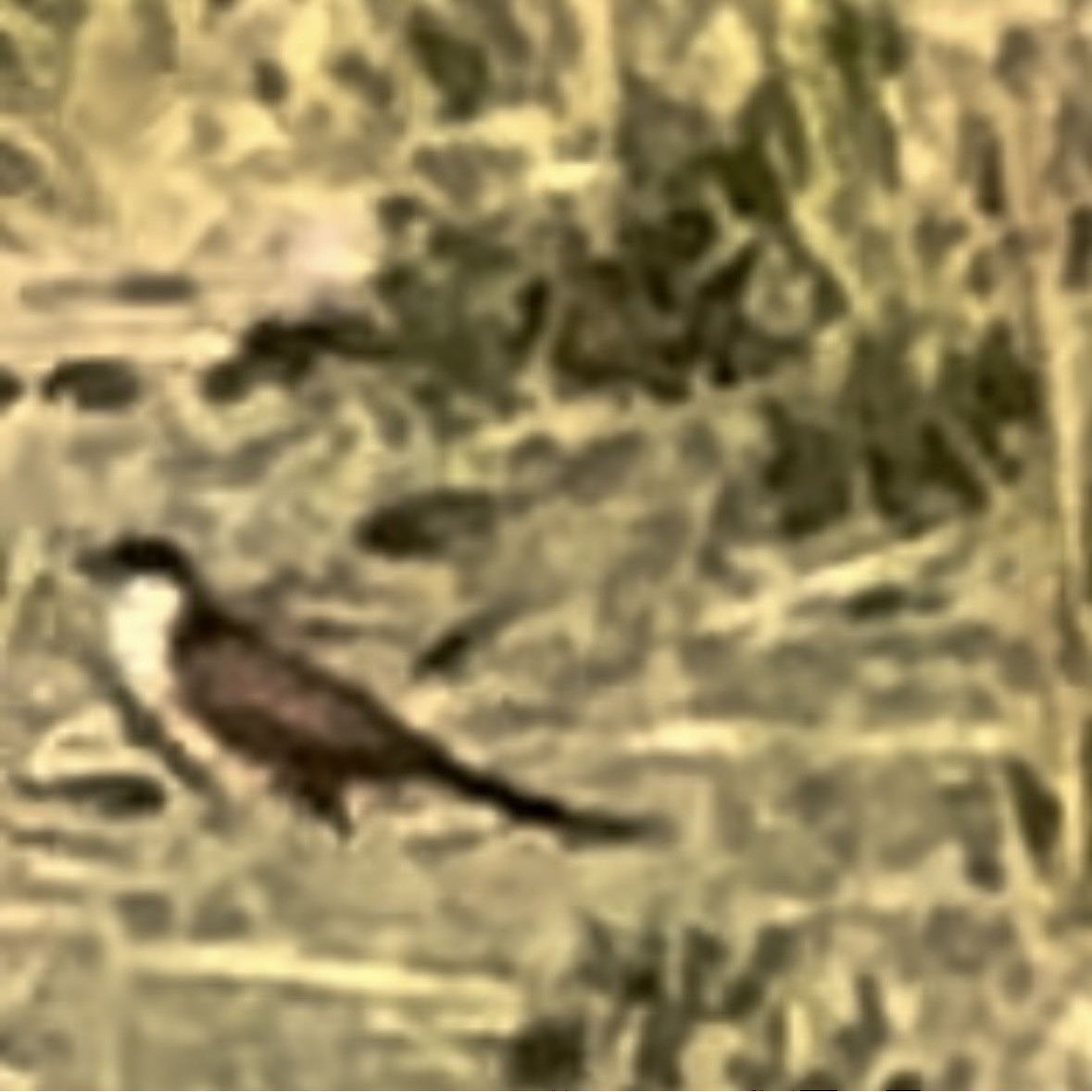 Kupferschwanzkuckuck - ML633165373