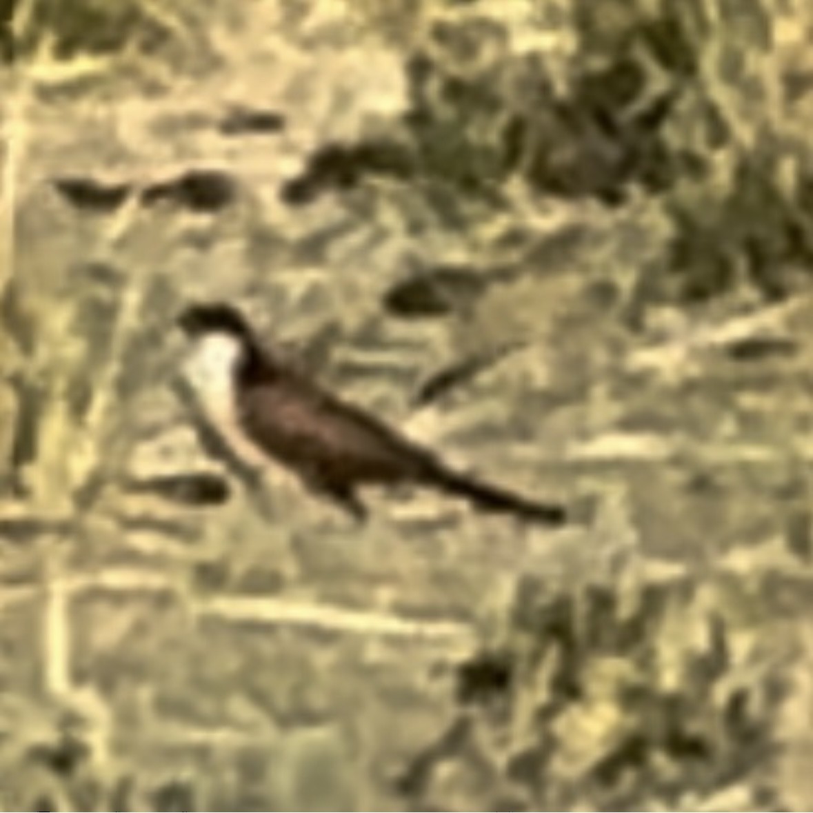 Kupferschwanzkuckuck - ML633165375