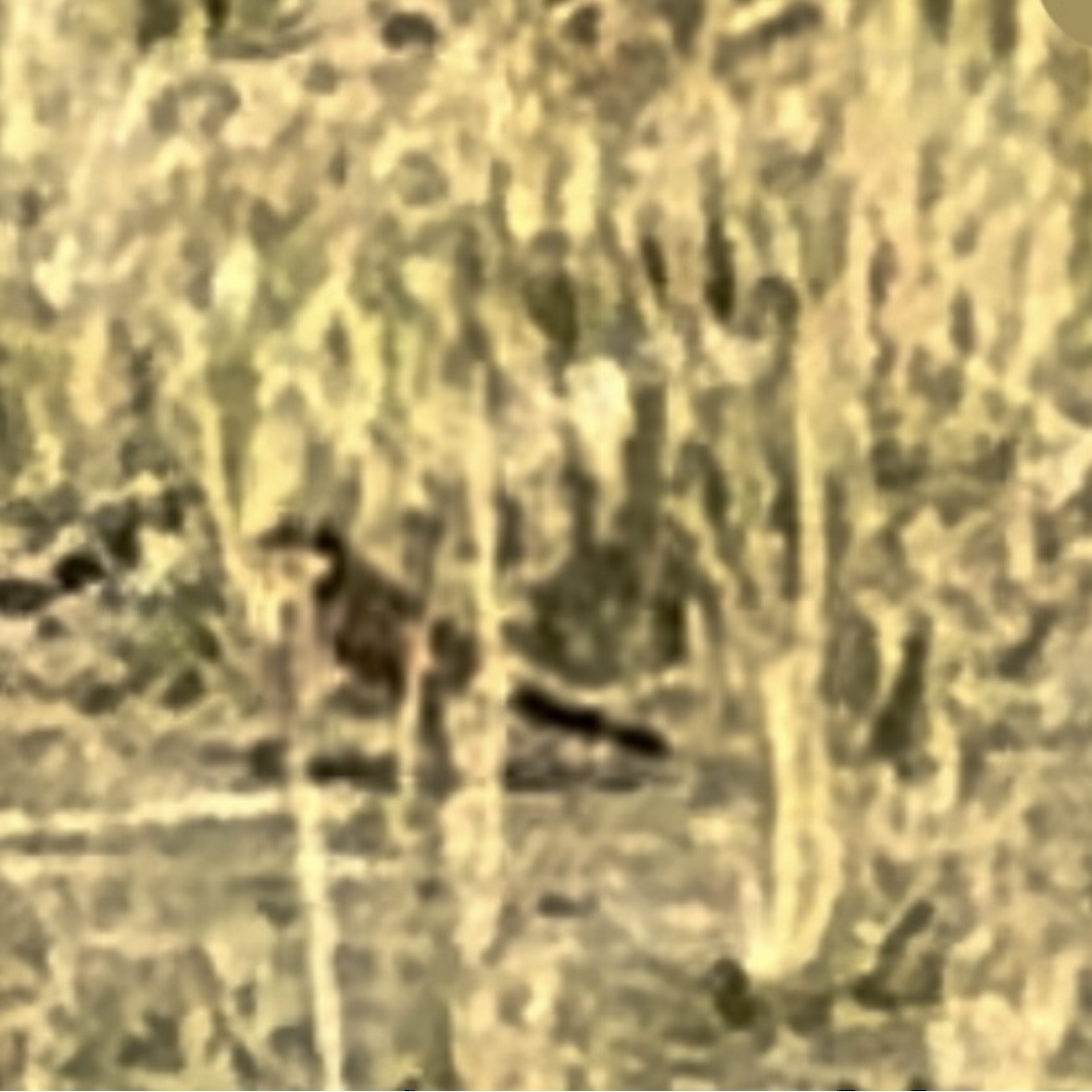 Kupferschwanzkuckuck - ML633165376