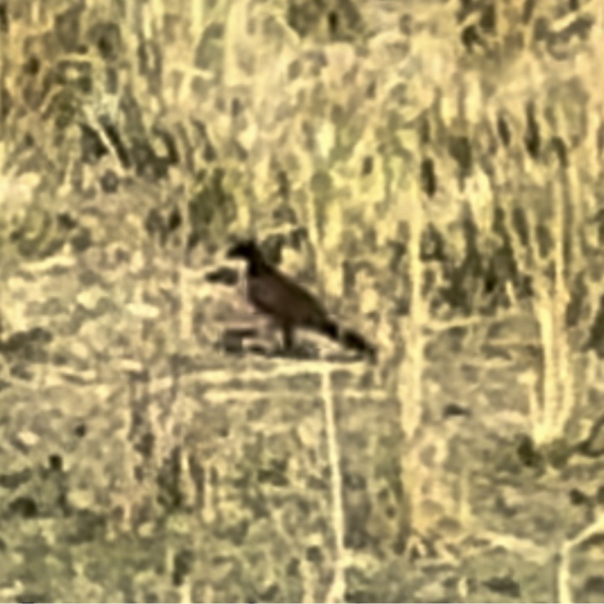 Kupferschwanzkuckuck - ML633165378