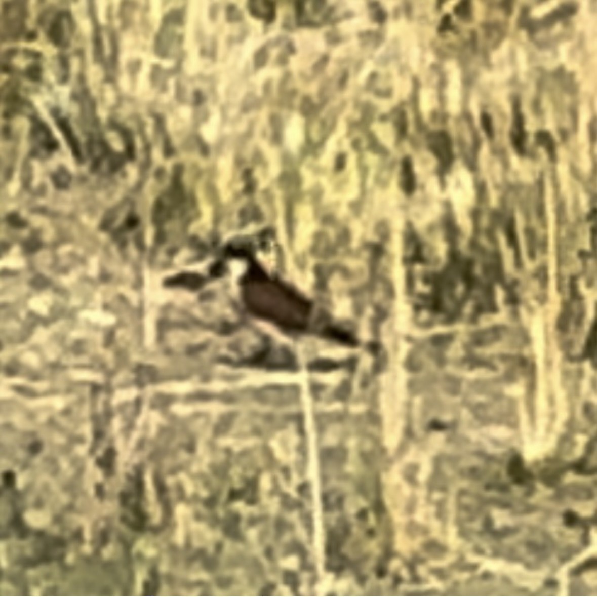 Kupferschwanzkuckuck - ML633165379