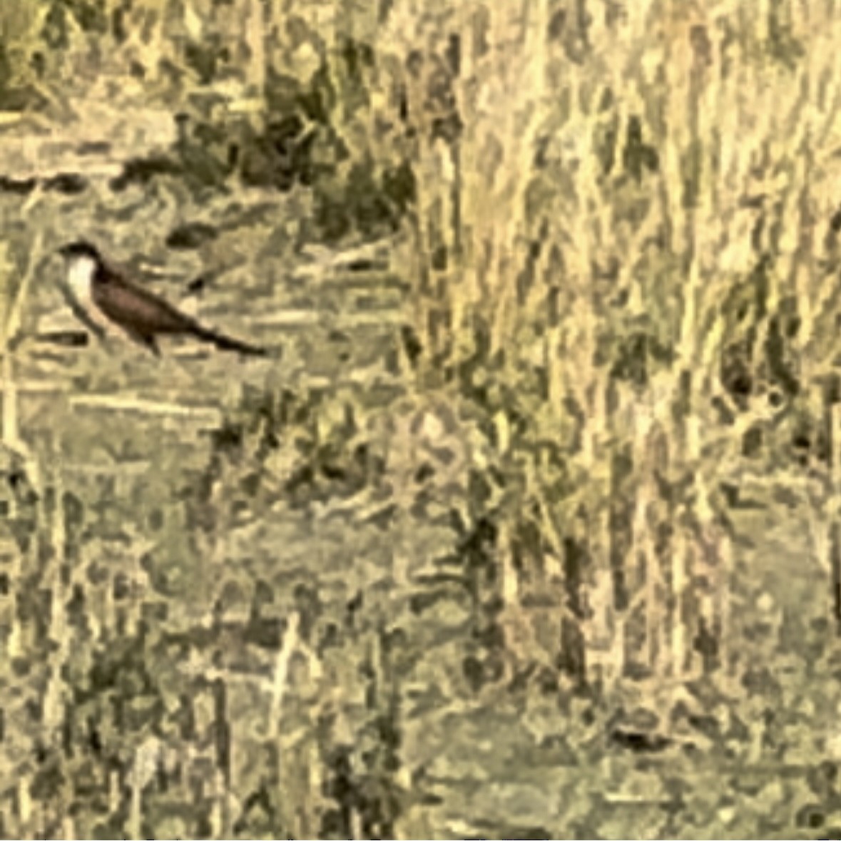 Kupferschwanzkuckuck - ML633165380