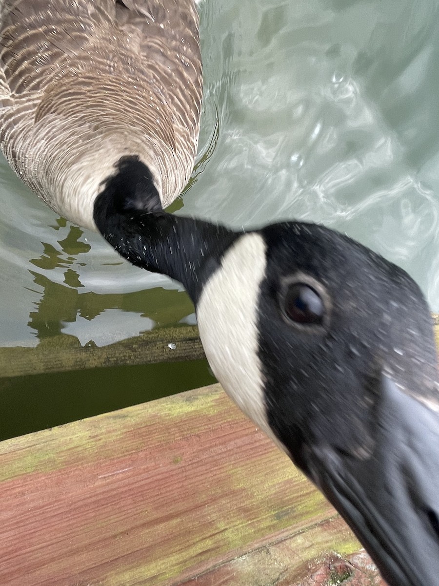 Canada Goose - ML633165502