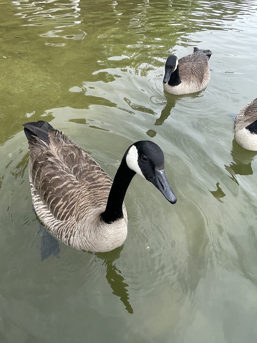 Canada Goose - ML633165503