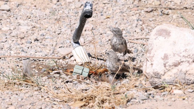 Sagebrush Sparrow - ML633165525