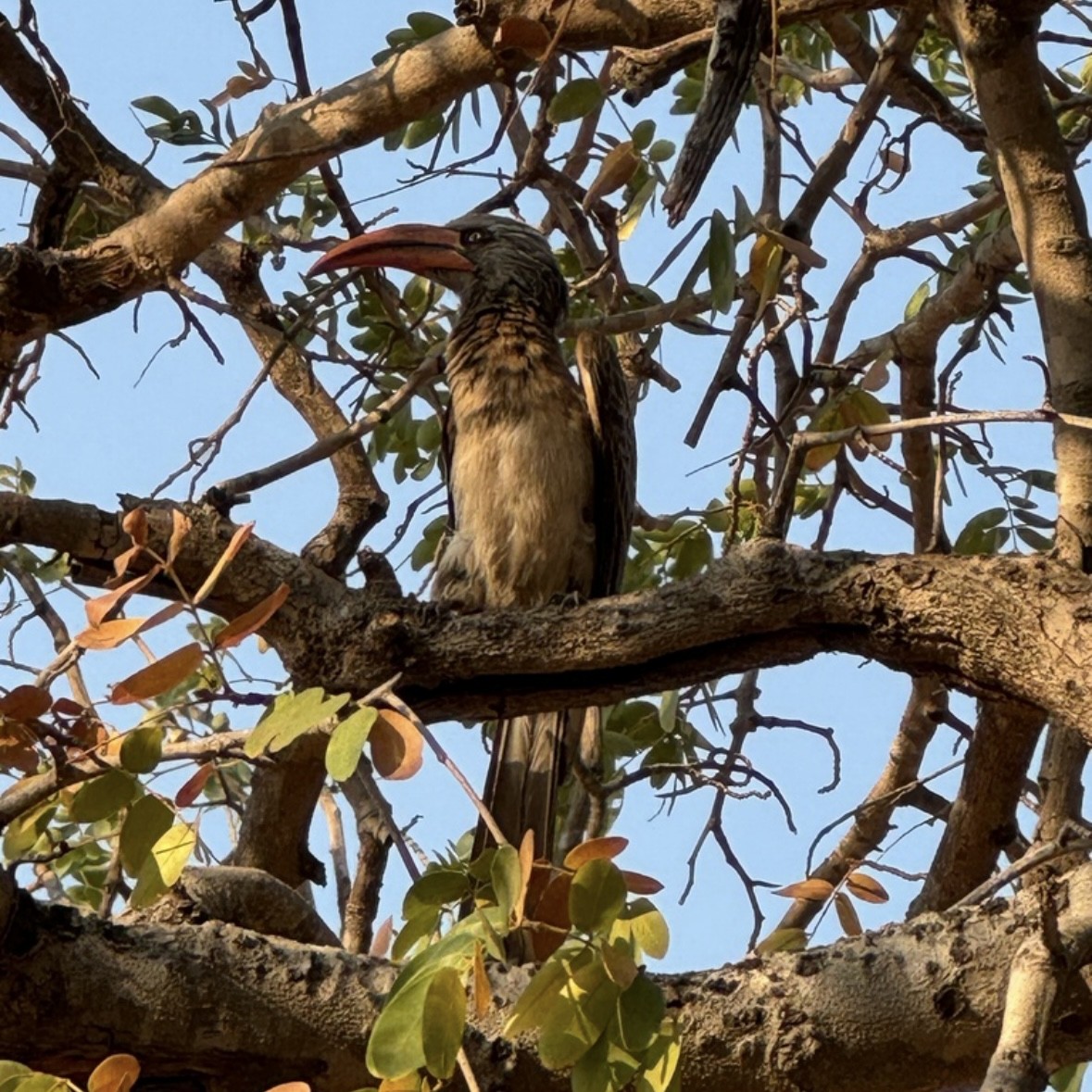 Bradfield's Hornbill - ML633165624
