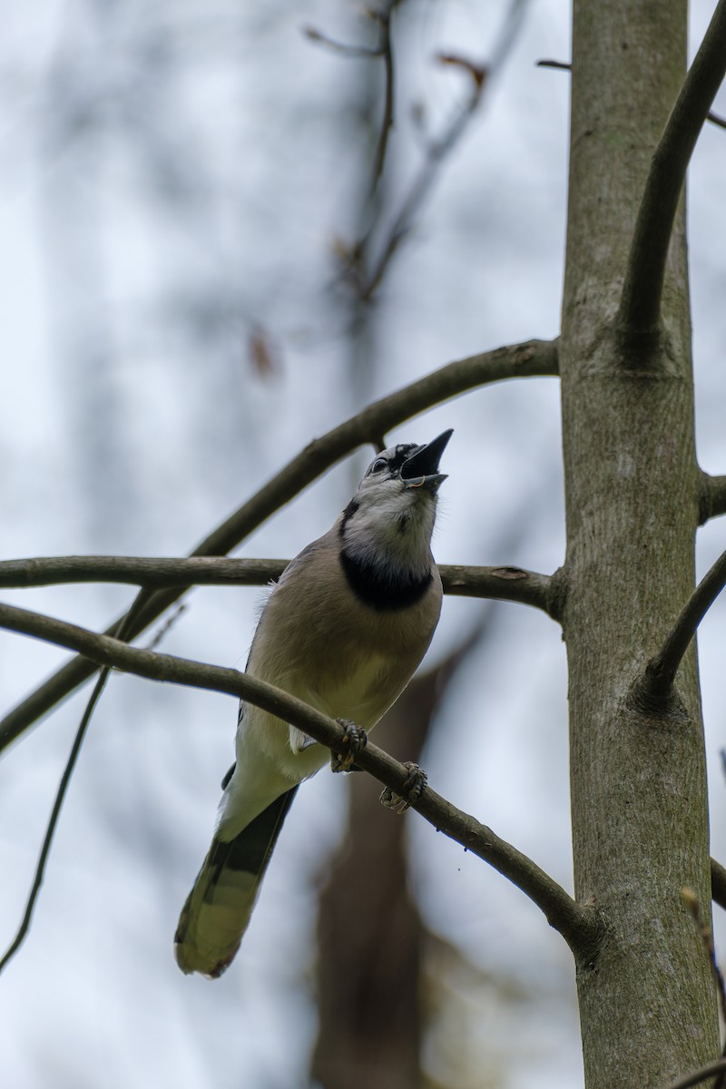 Blue Jay - ML633165682