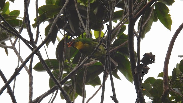 Golden-breasted Fruiteater - ML633165687