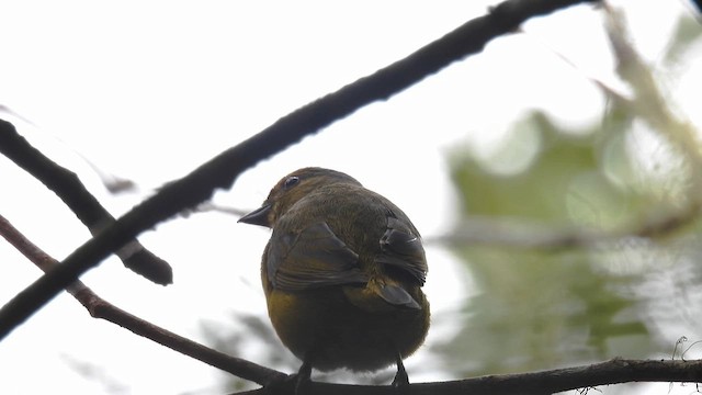 Orange-bellied Euphonia - ML633165712
