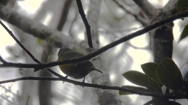 Orange-bellied Euphonia - ML633165717