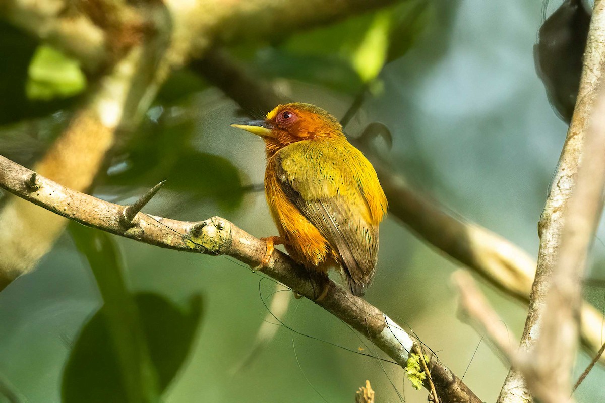 Rufous Piculet - ML633165845