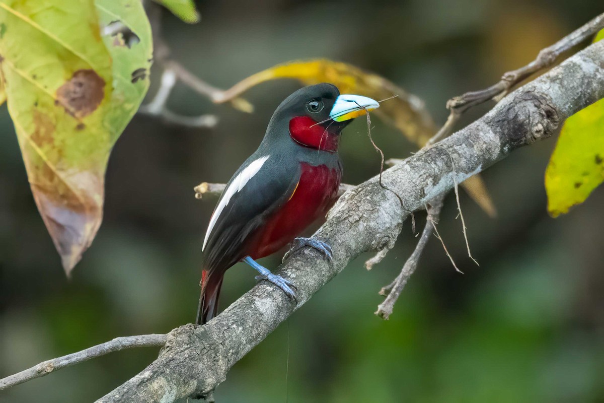 Black-and-red Broadbill - ML633165876