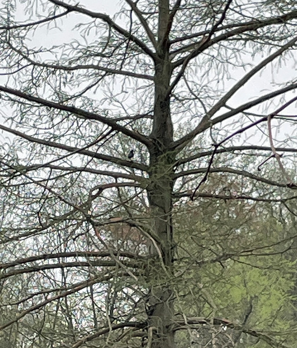 Green Heron - ML633165963