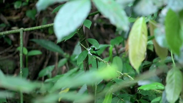 Purple-crowned Fairy - ML633165994