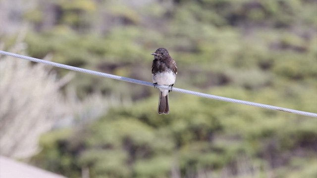 Black Phoebe - ML633166032