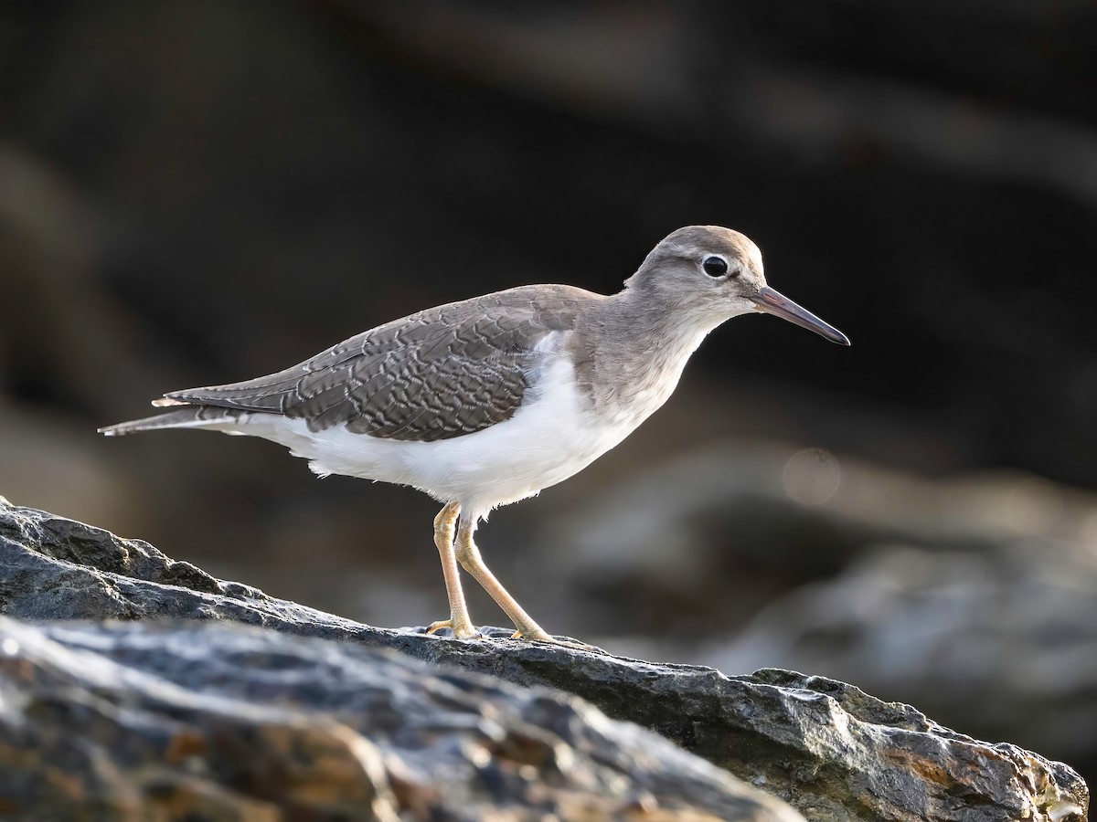 Piro piro piccolo - ML633166045