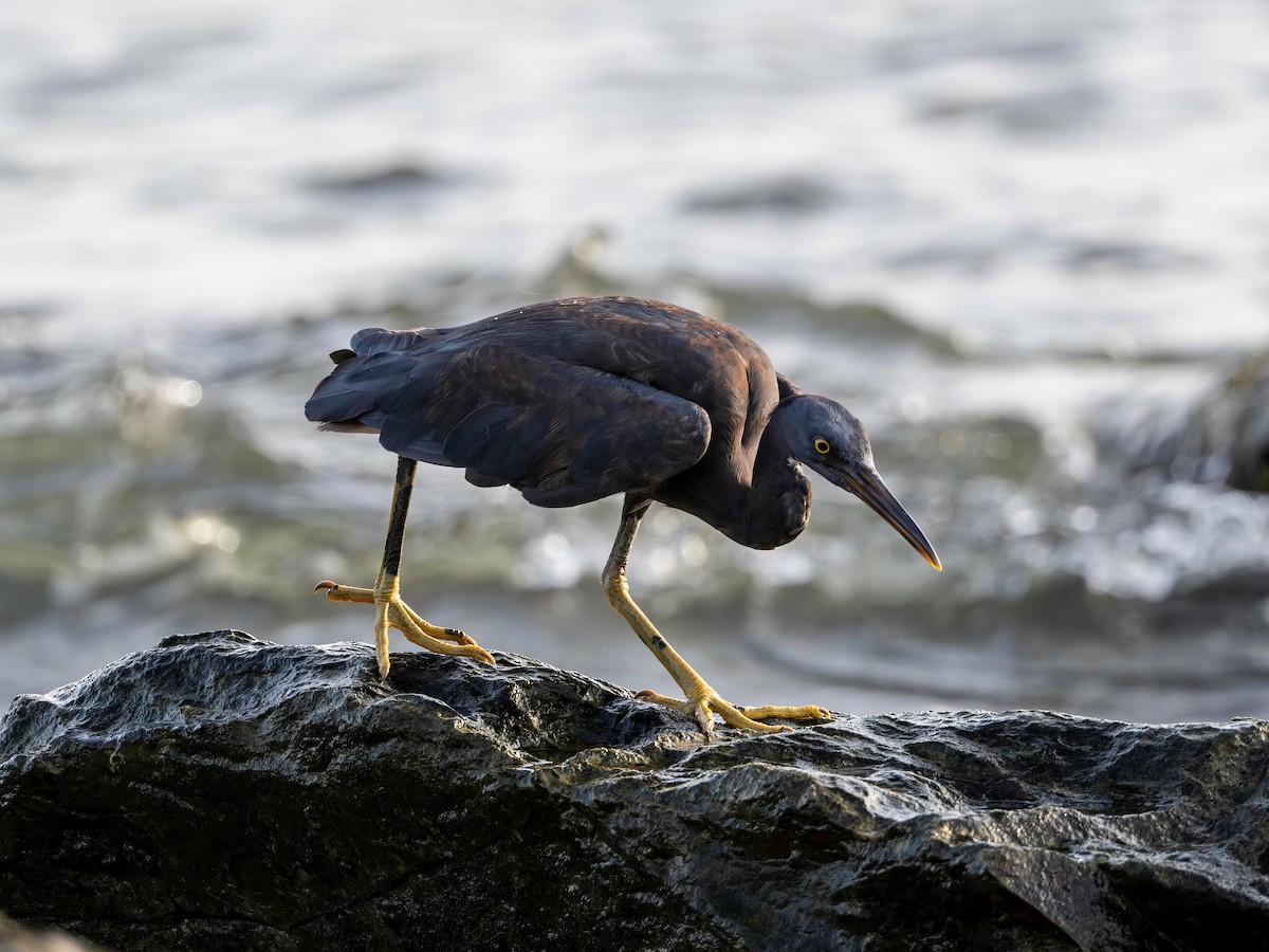 Pacific Reef-Heron - ML633166063
