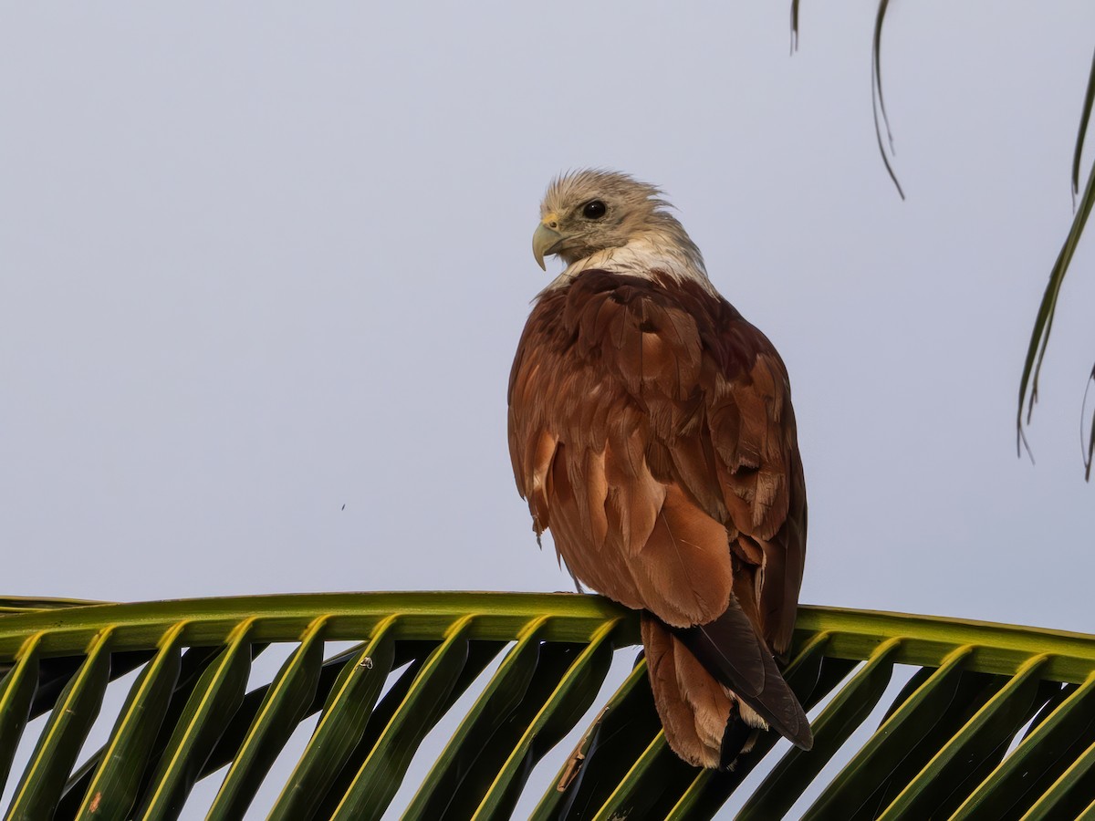 Brahminy Kite - ML633166075