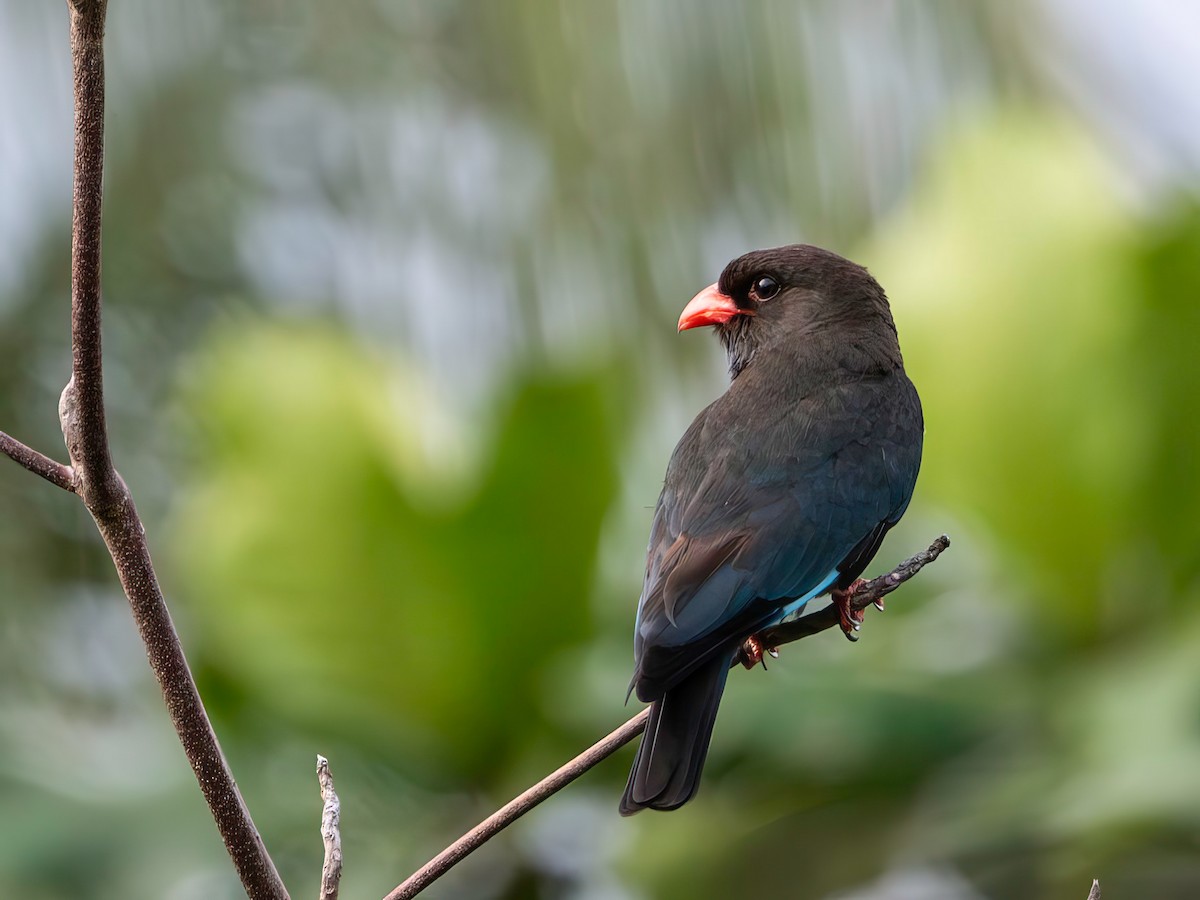 Dollarbird - ML633166088